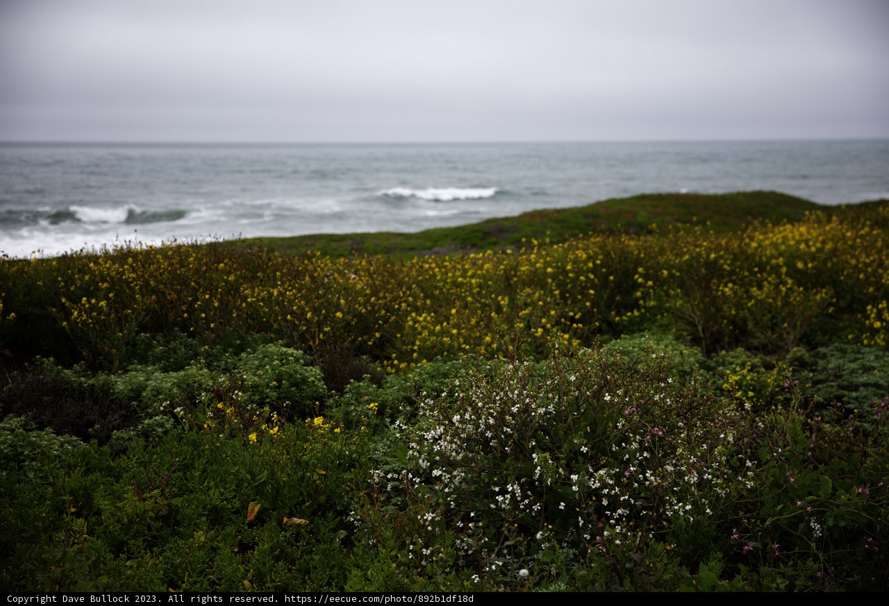 Coastal Wildflowers Blooming Above Pacific Waves
