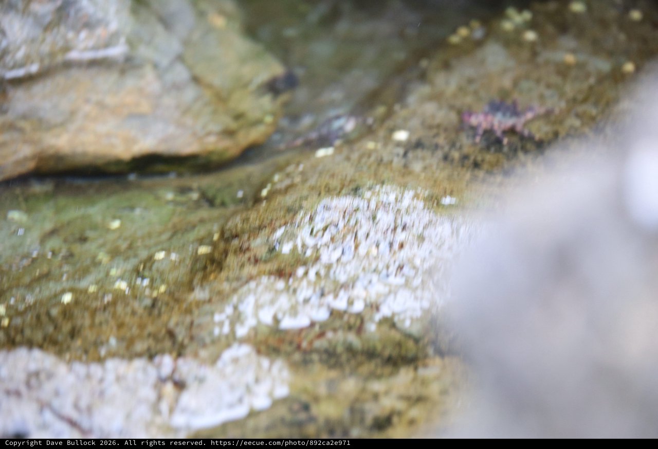 Water Trickling Over Mossy Tide Pool Rocks