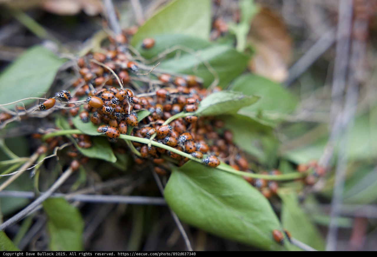 Ladybug Gathering on Huckleberry Trail