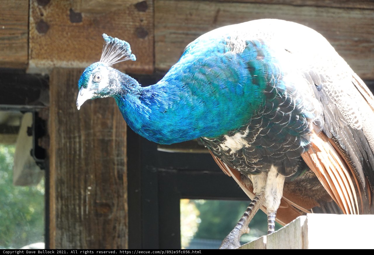 Regal Bird on a Wooden Perch