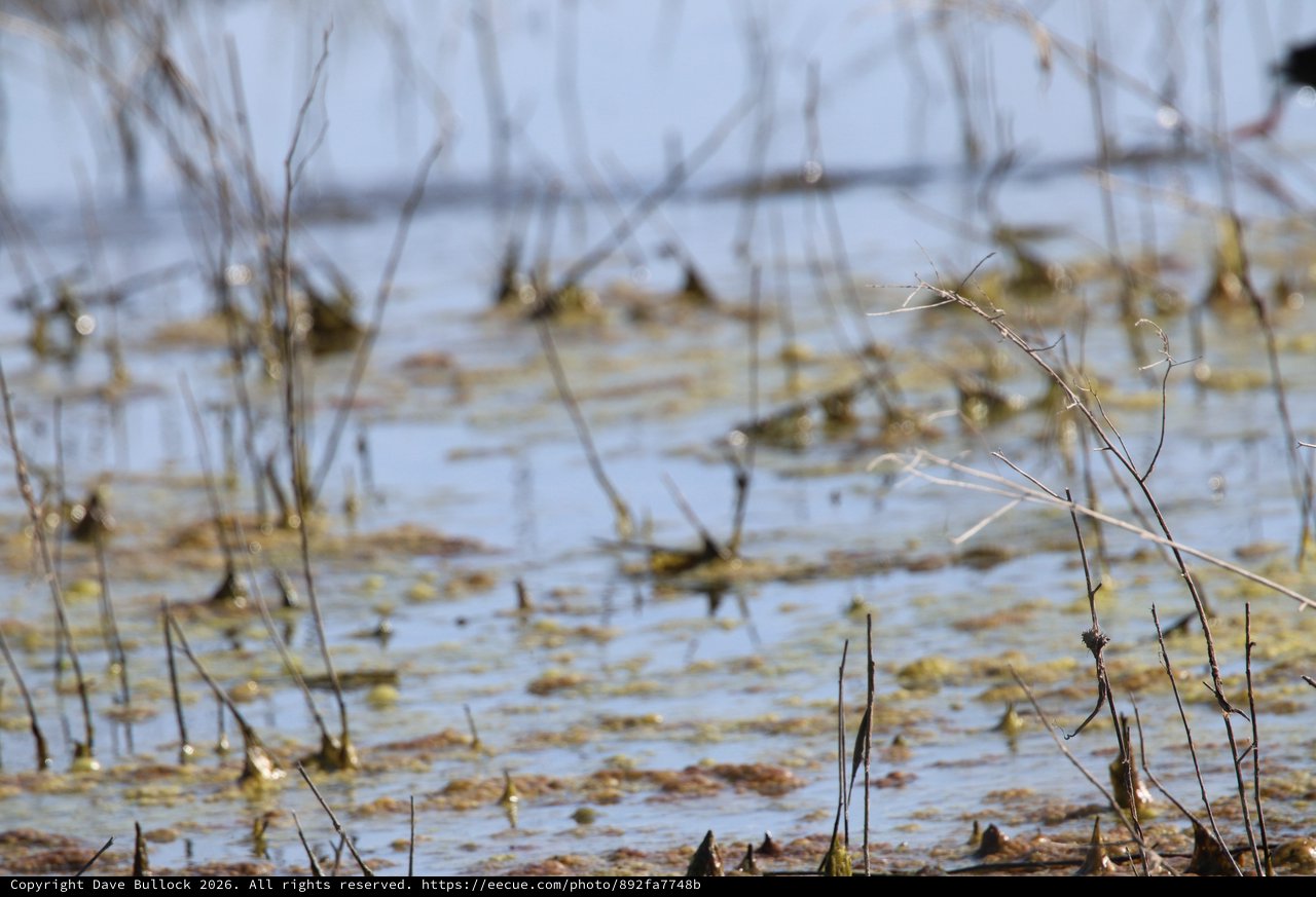 Shallow Water Wetland with Bare Branches and Algae