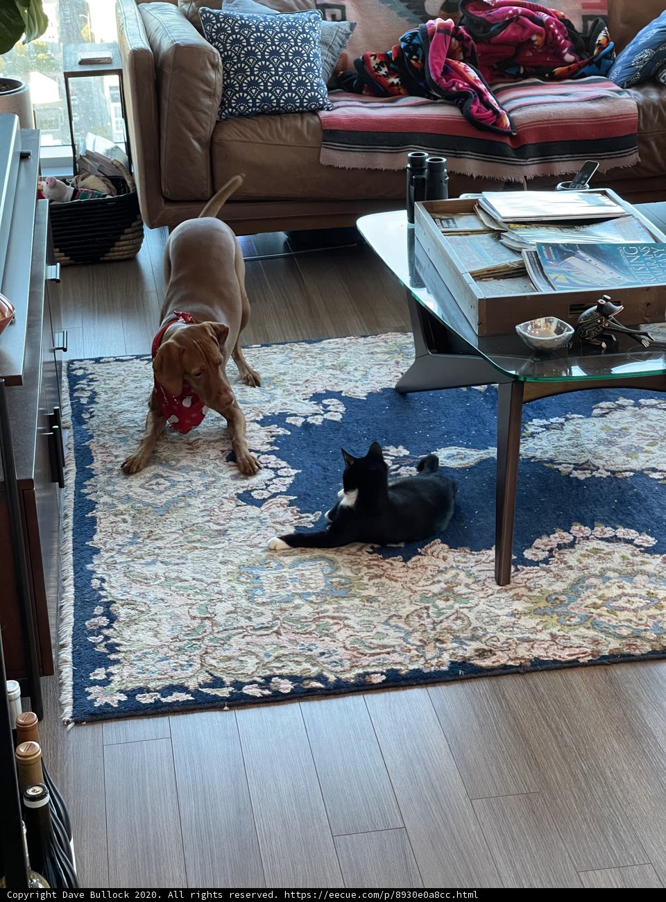 Playful Pets in a Cozy Living Room