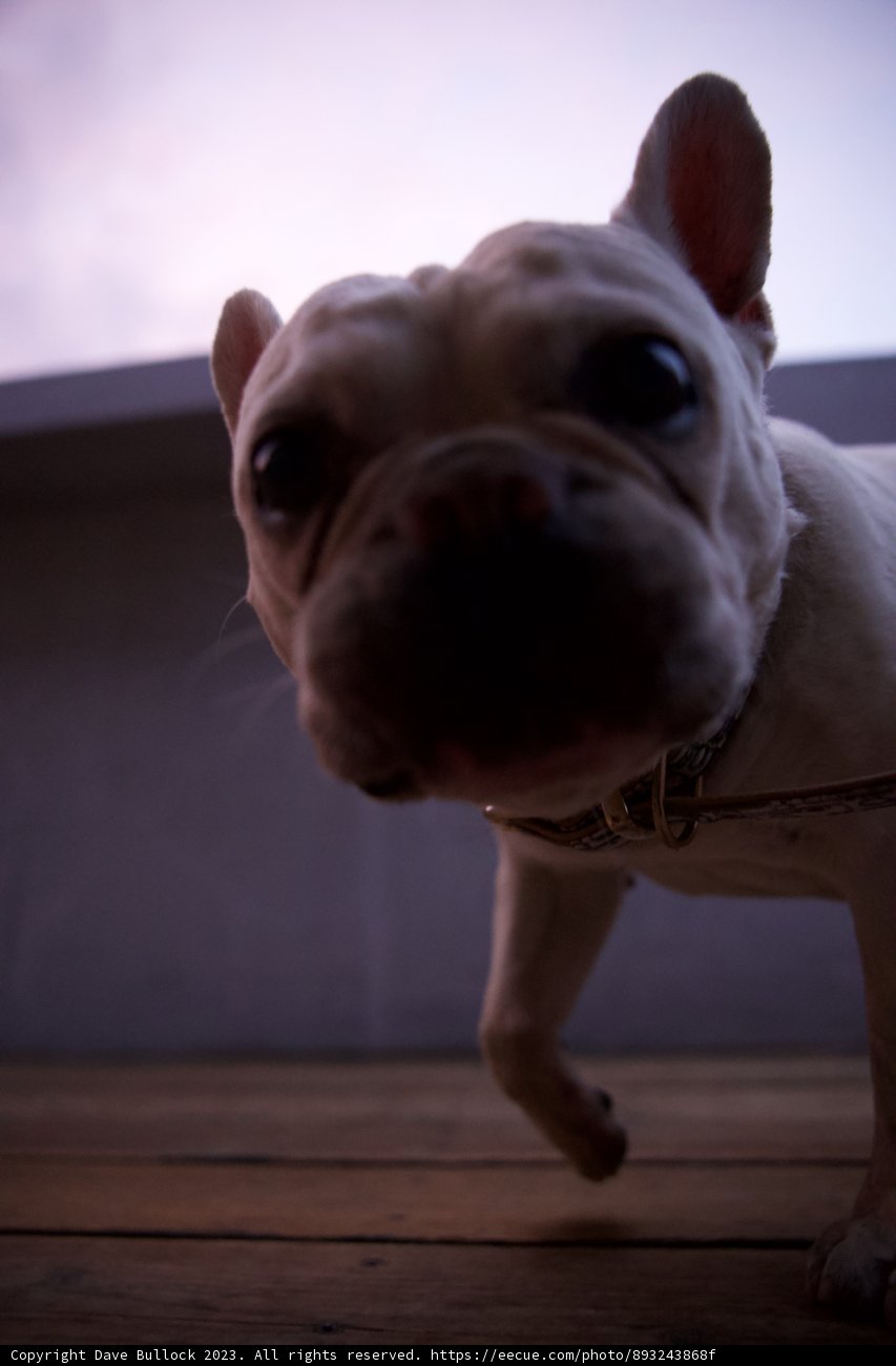 Bright Eyes, Furry Friend