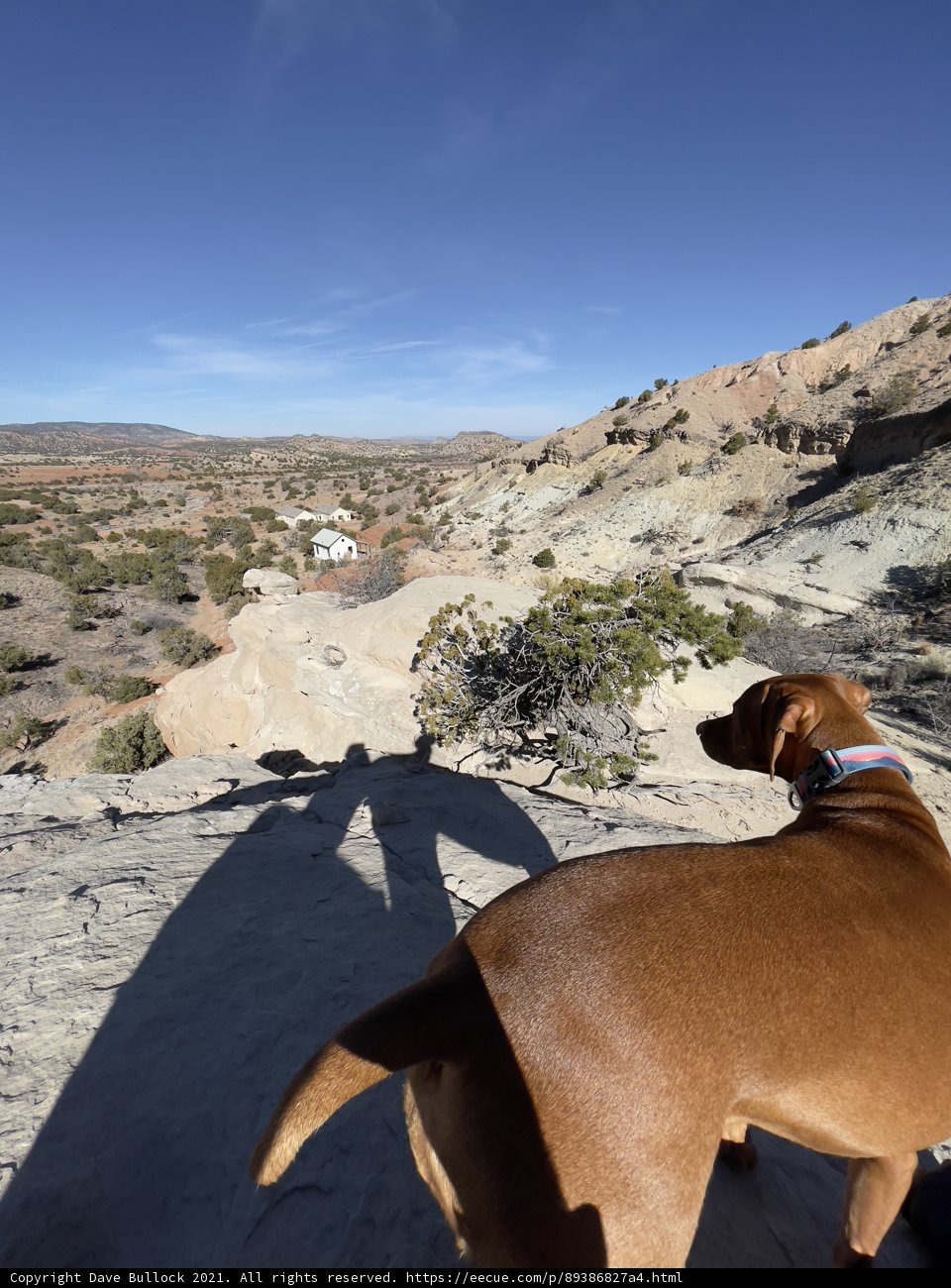 Desert Watchdog