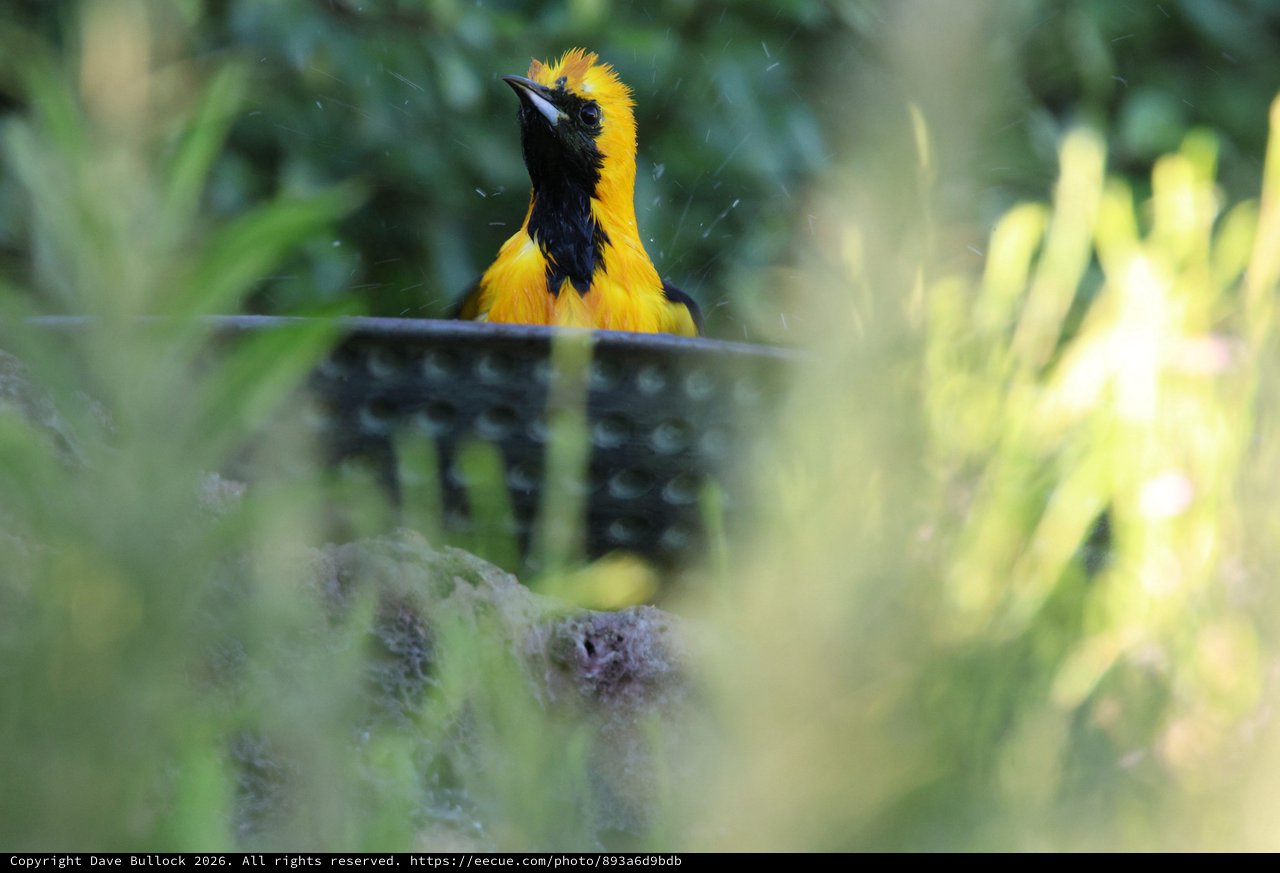 Hooded Oriole Bathing in Lush Garden Setting