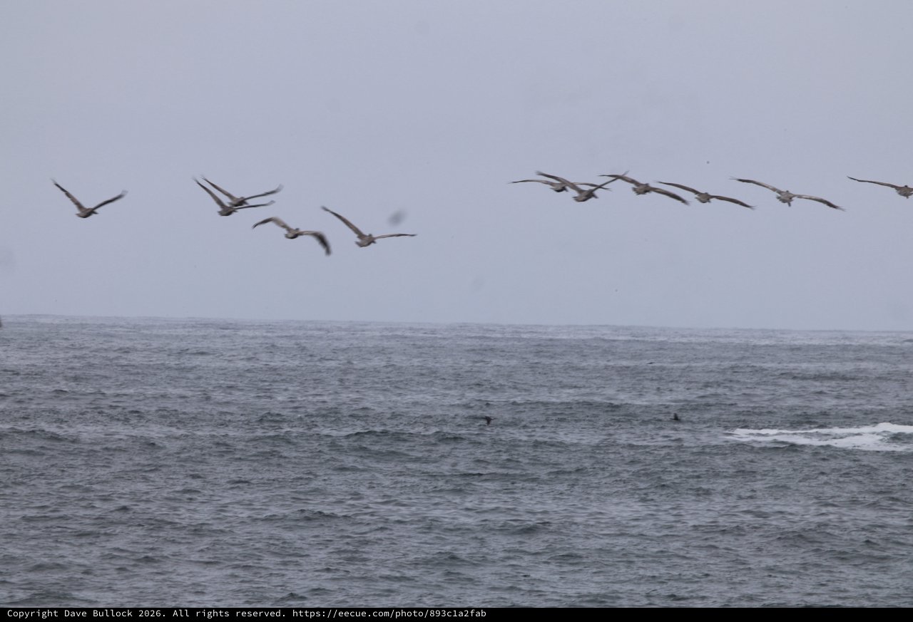 Pelicans Soaring Low Over Choppy Pacific Waters
