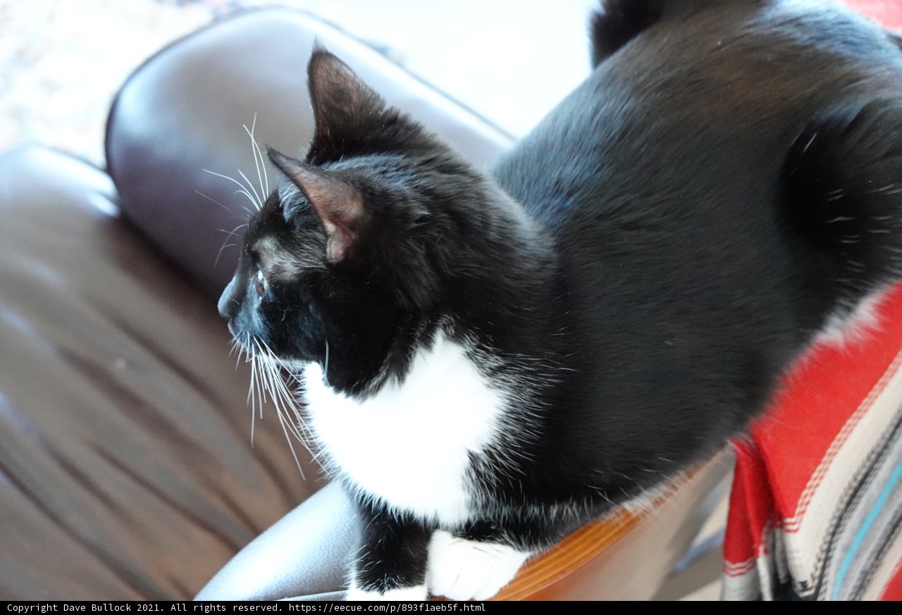 The Regal Chair Cat