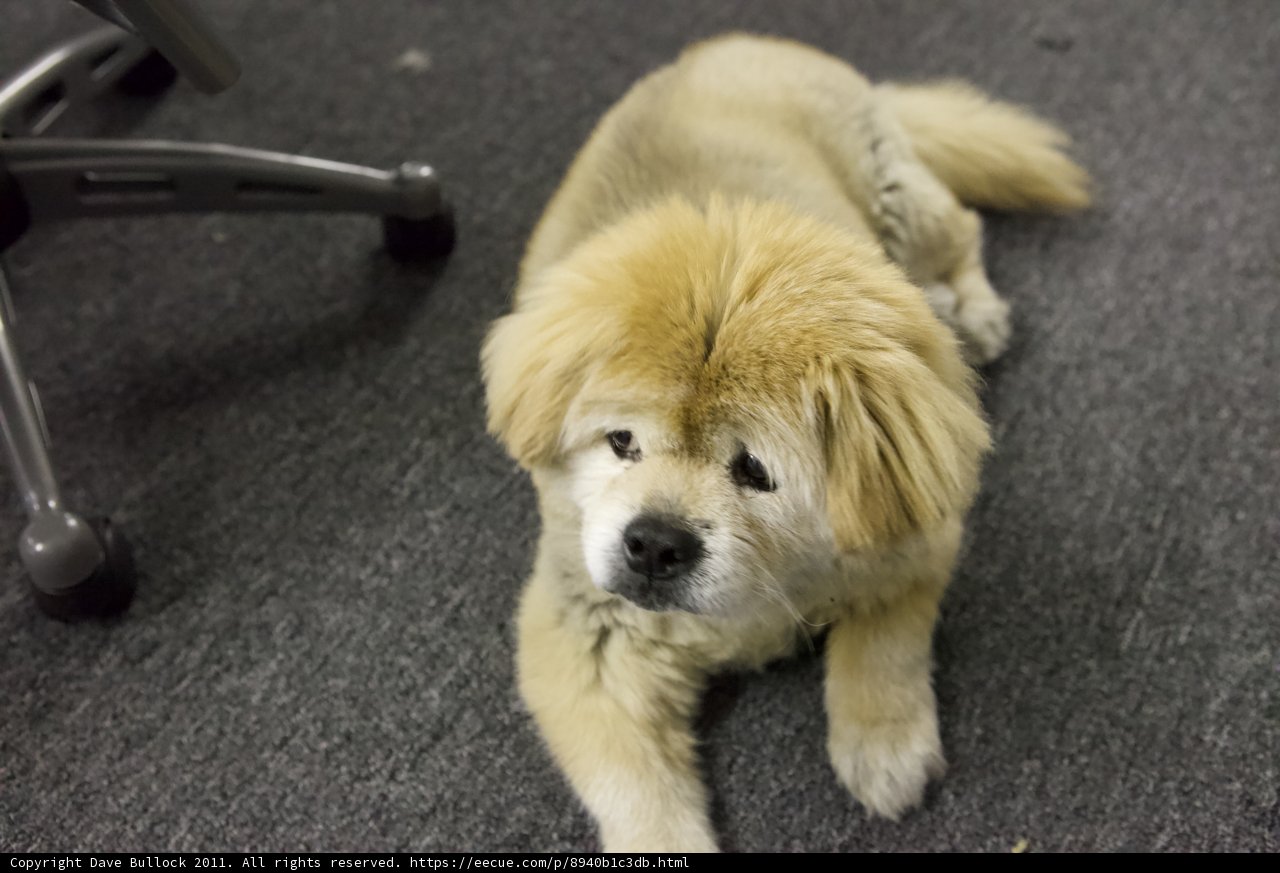 Resting Pup
