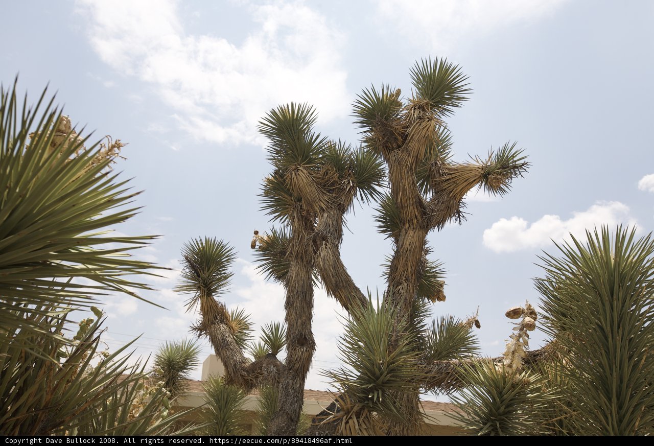 Majestic Joshua Tree in the Desert