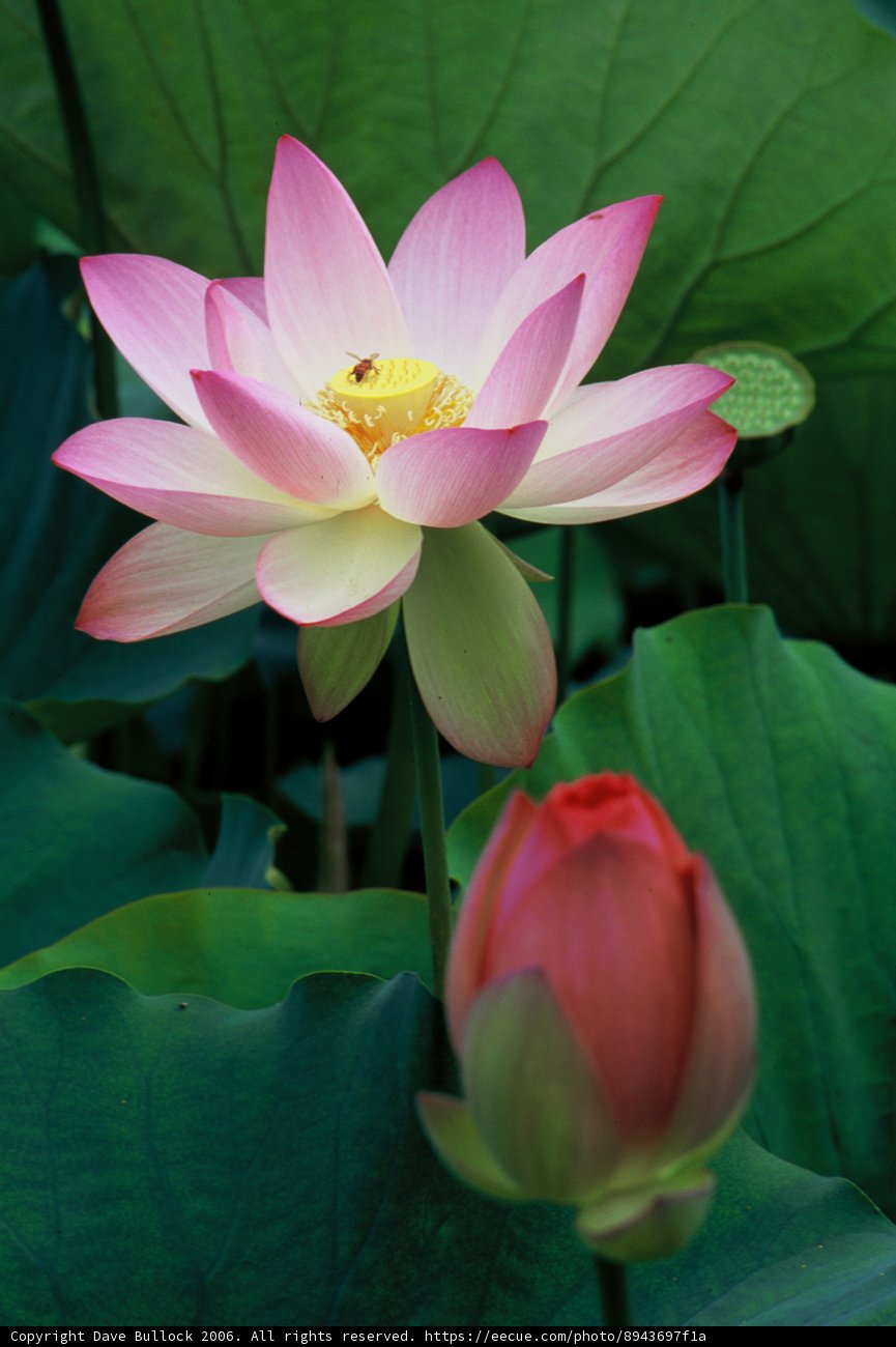 Pink Lotus Blooming with a Busy Bee