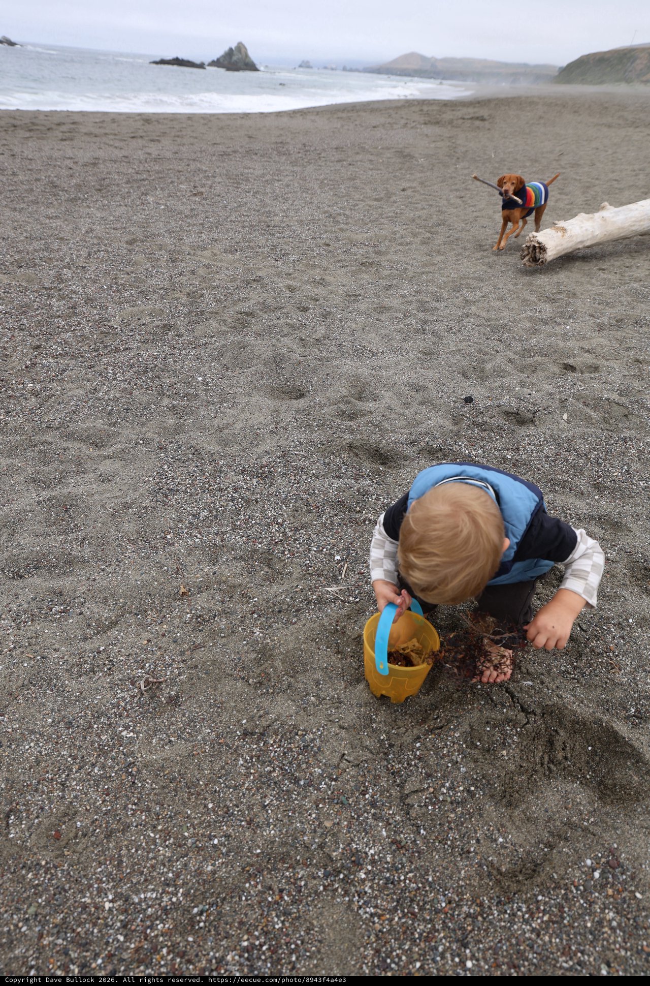 Toddler Explores Gray Sand Beach with Playful Dog