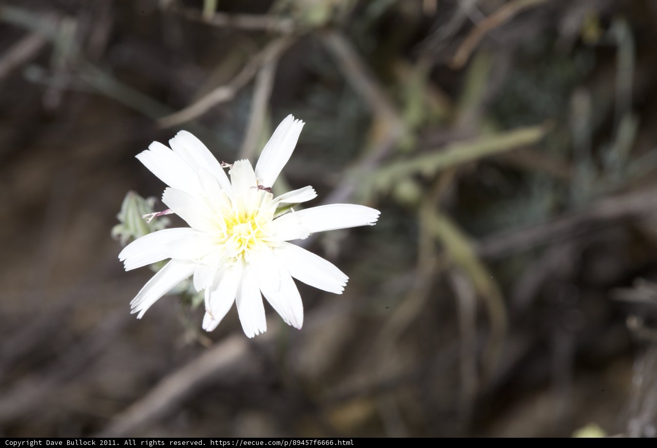 Lone Daisy in the Desert