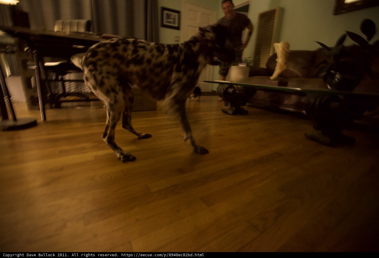 Paws on Plywood