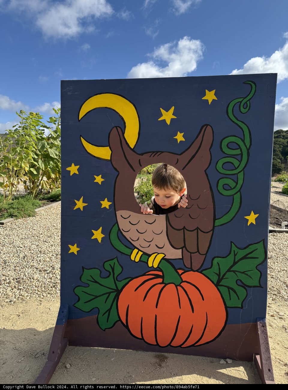 Peek-a-Boo in the Pumpkin Patch