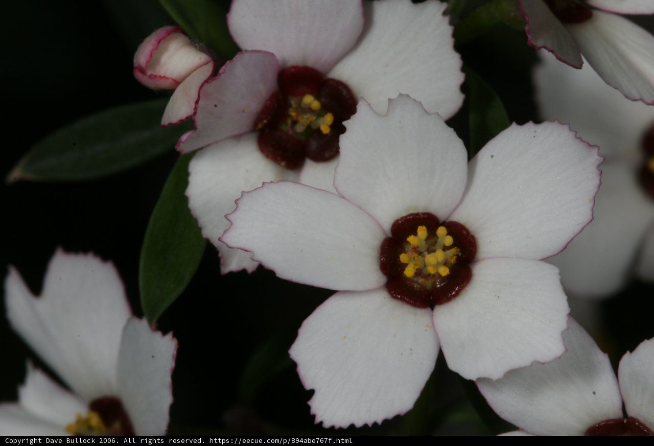 White Begonias with Red Centers