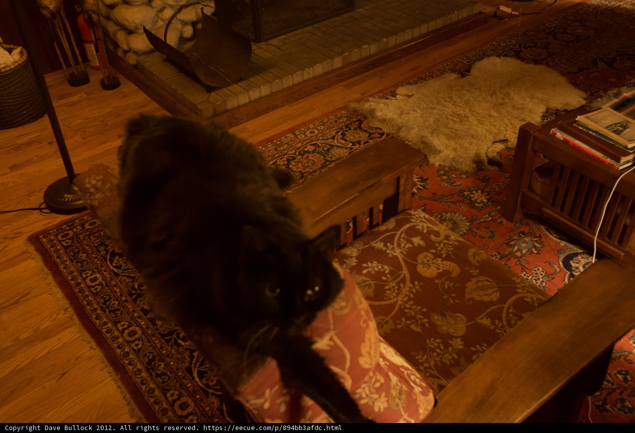 Feline Comfort