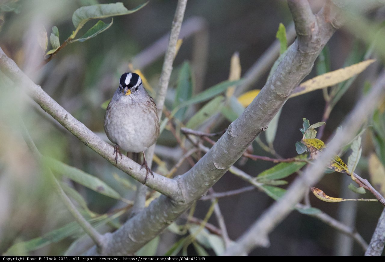 The Majestic White-Crowned Sparrow of San Diego