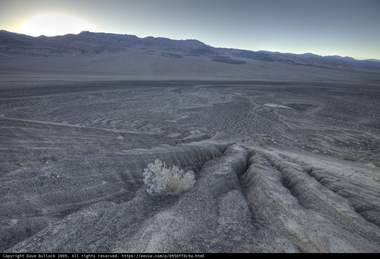 Lone Tree in the Barren Land