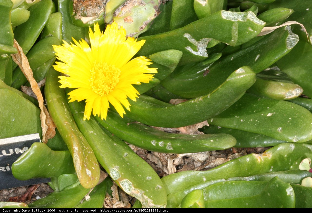 Spring Daisy Delight