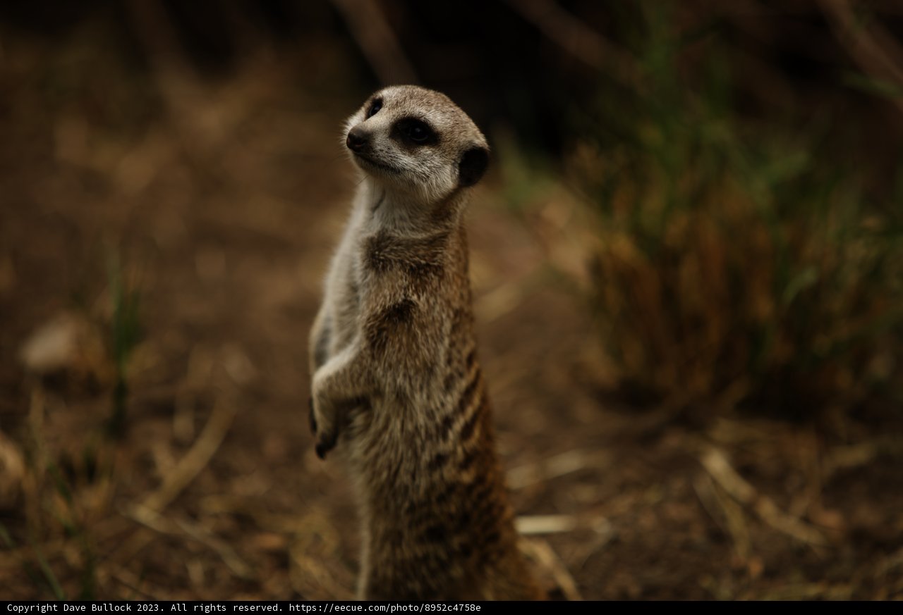 Majestic Meerkat of Oakland Zoo