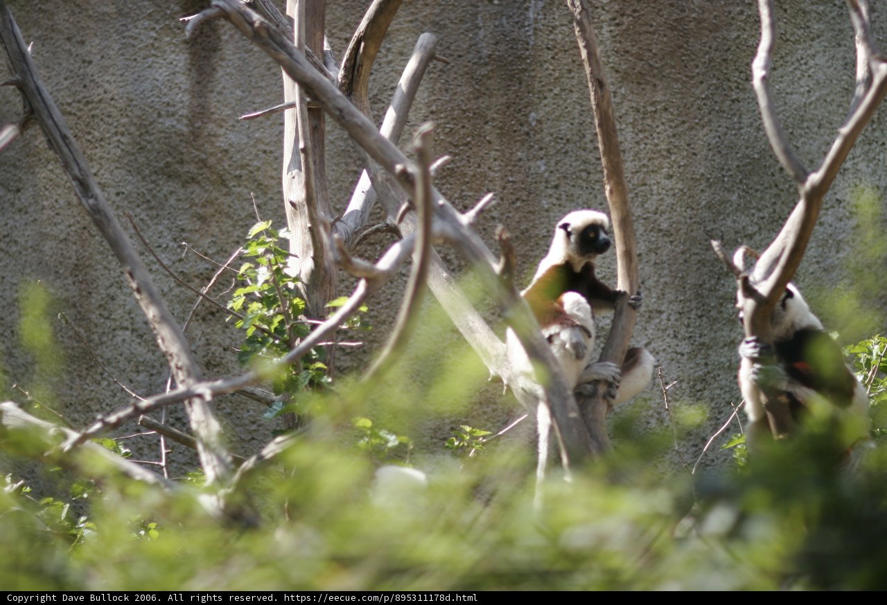 Primate Paradise