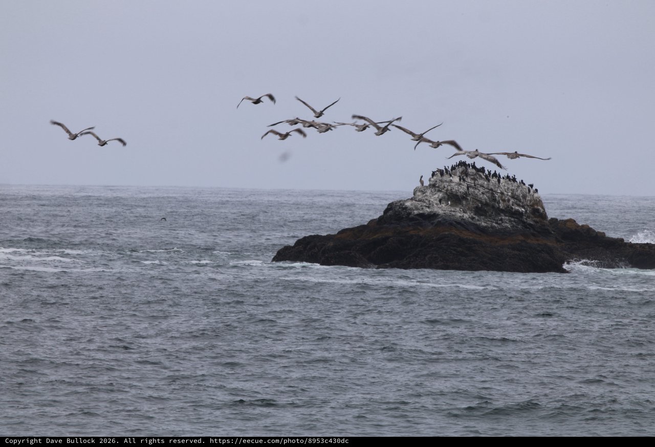 Pelicans Take Flight Over Coastal Rock Colony