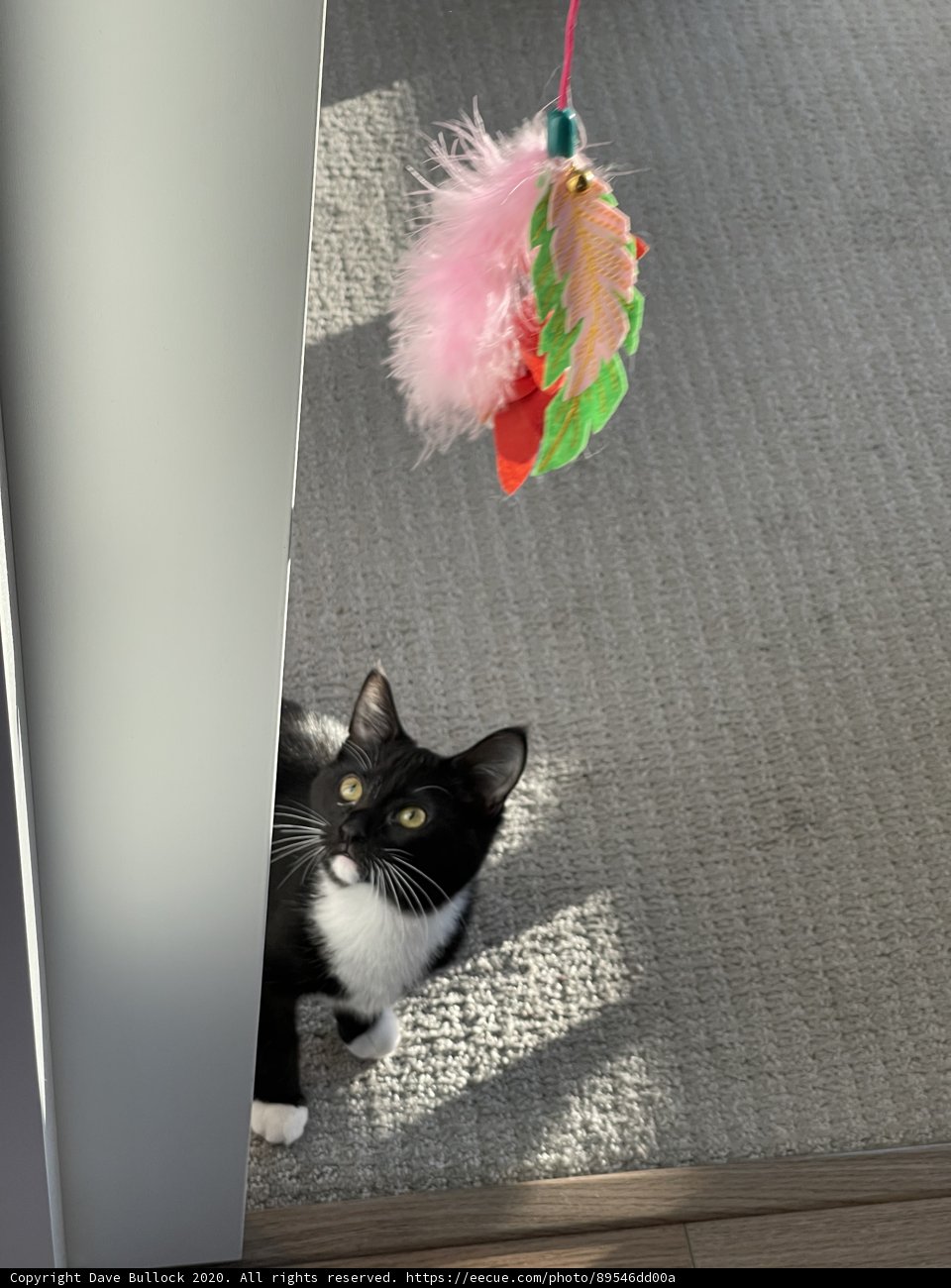 Captivated by the Feather Toy