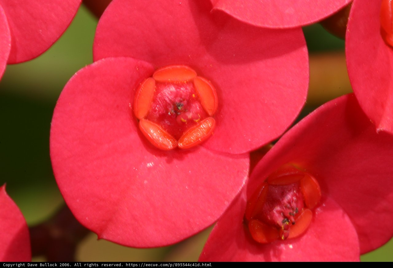 Vibrant Blooms in Full Focus
