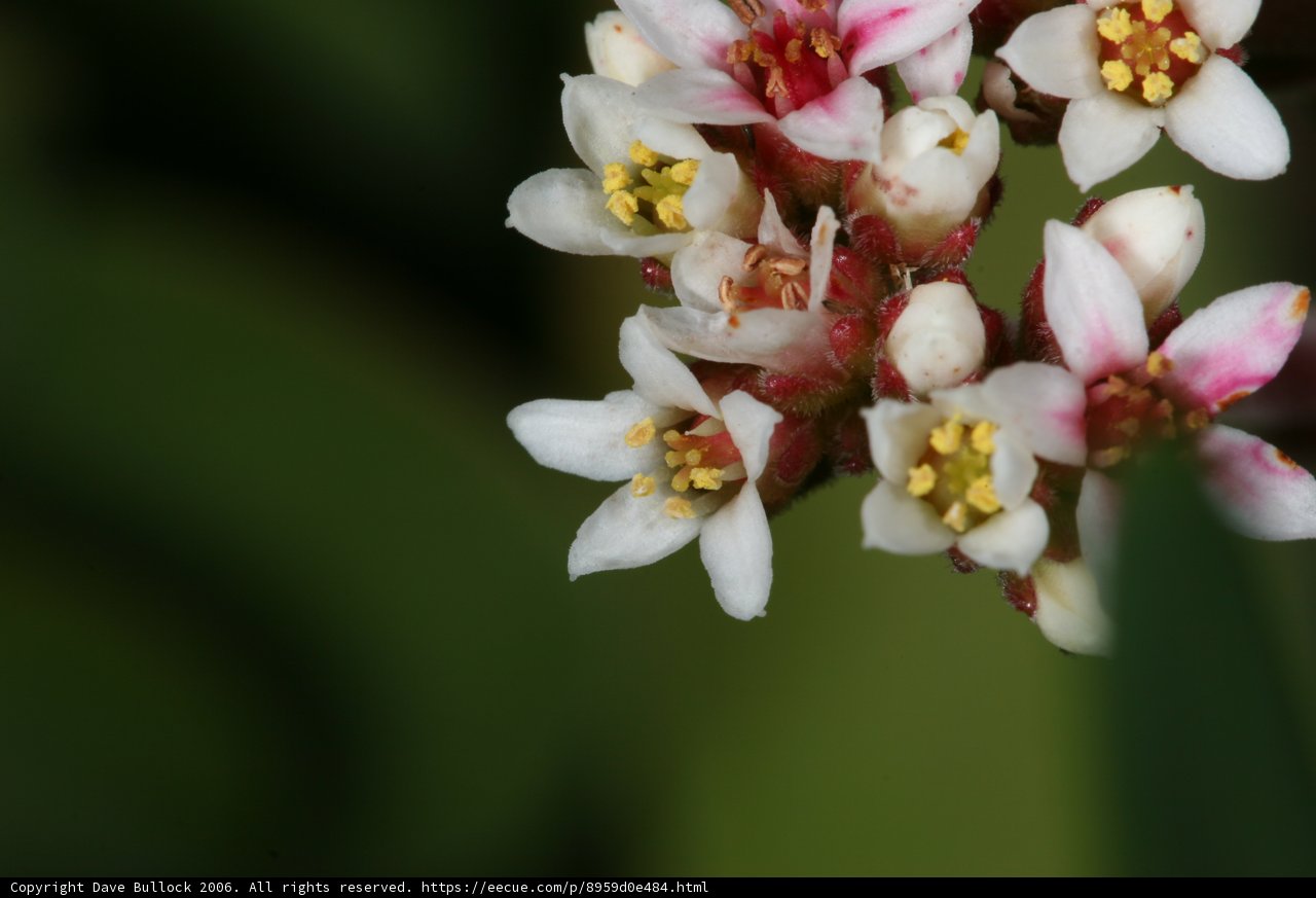 Pink and White Blossom Close-Up