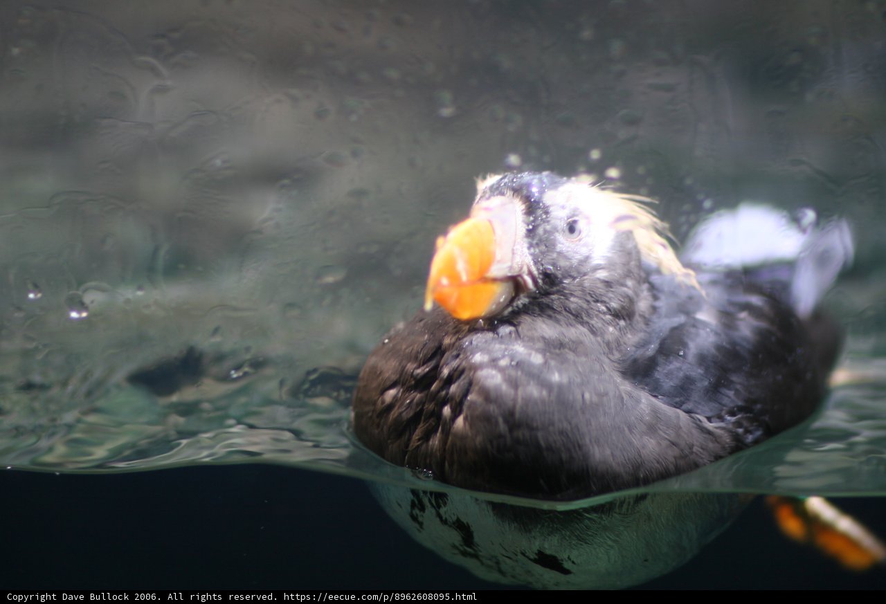 Swimming Puffin