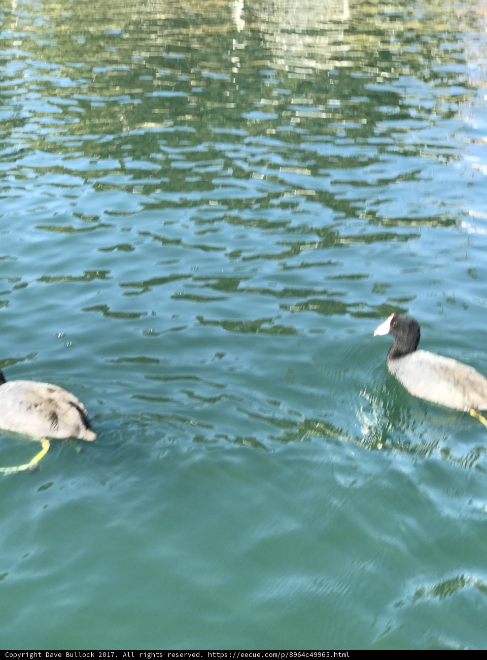 Two Ducks Enjoying a Swim Together