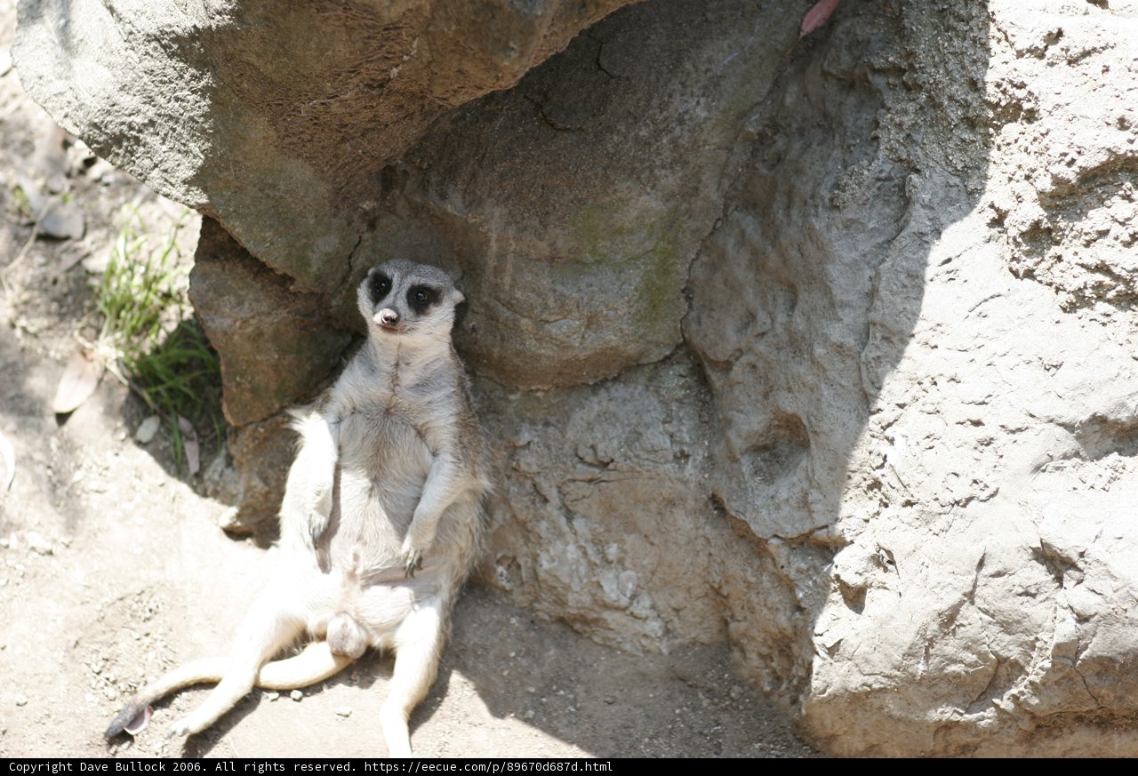 Regal Meerkat