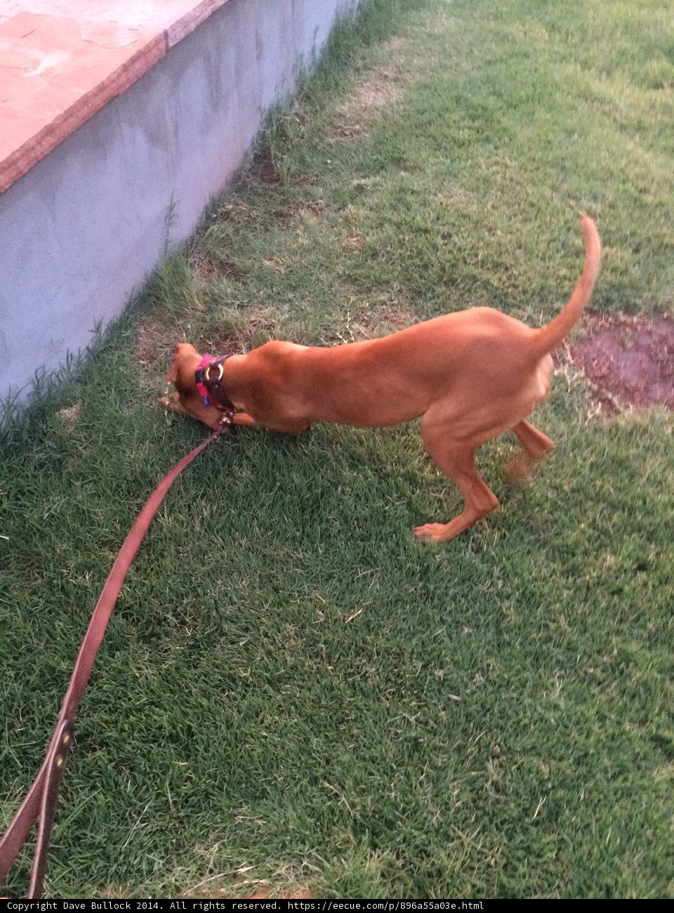 Playtime on the Grass