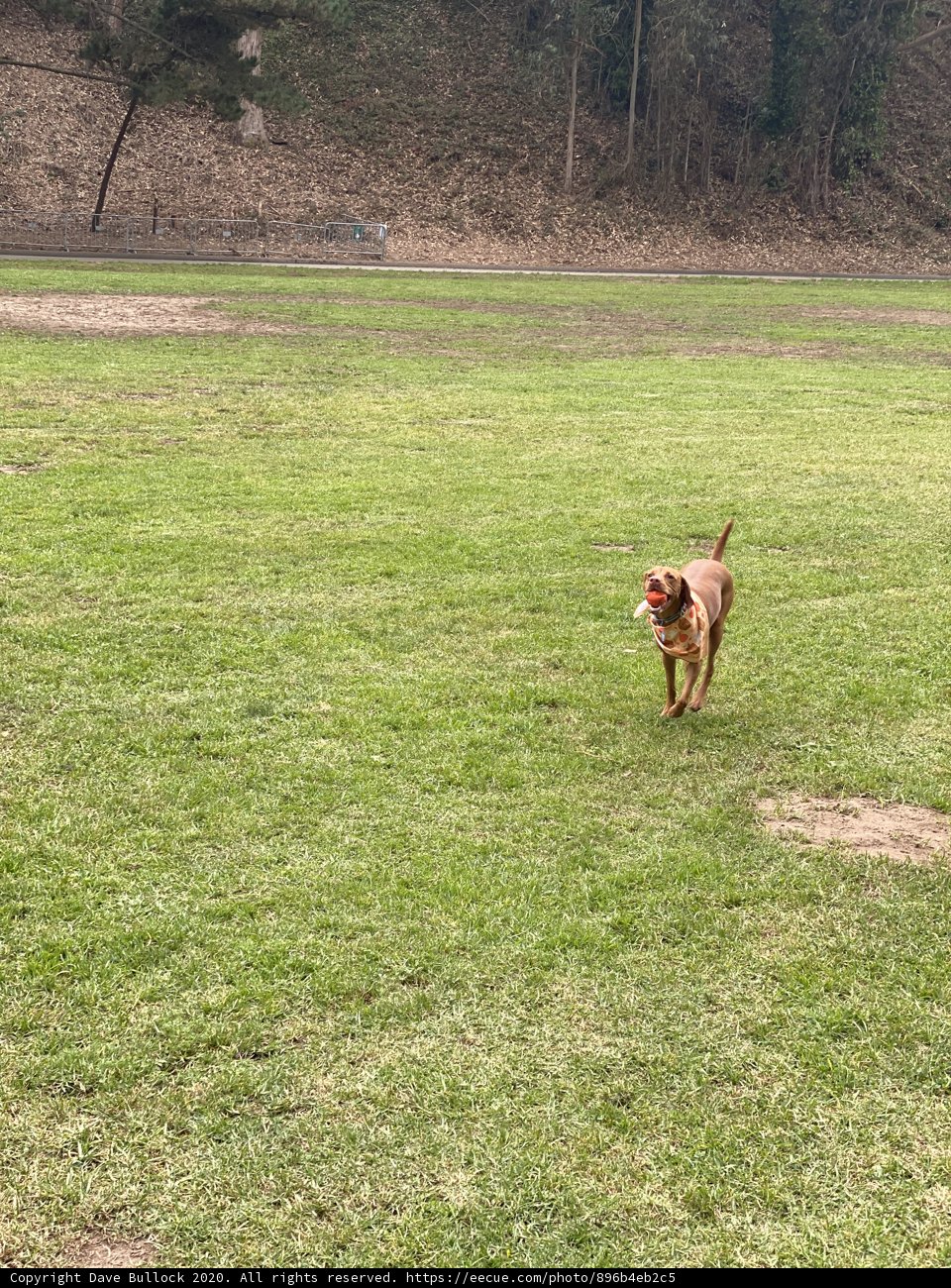 Athletic Canine