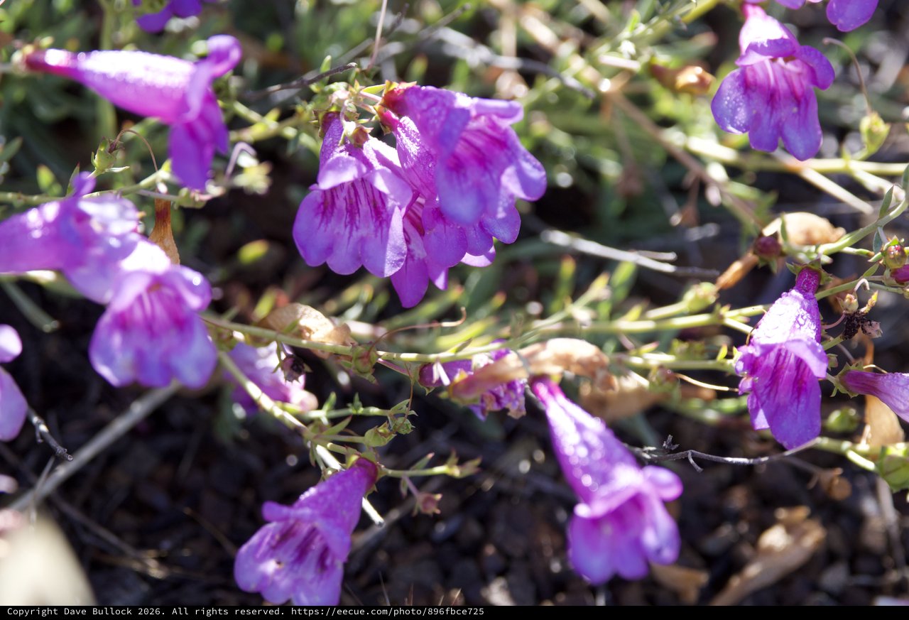 Vibrant Purple Wildflowers Blooming on Mt. Diablo