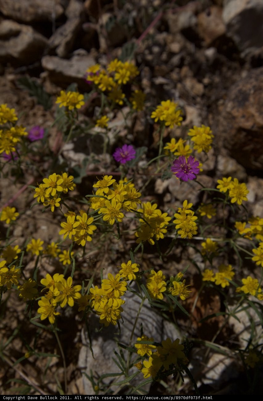Burst of Yellow