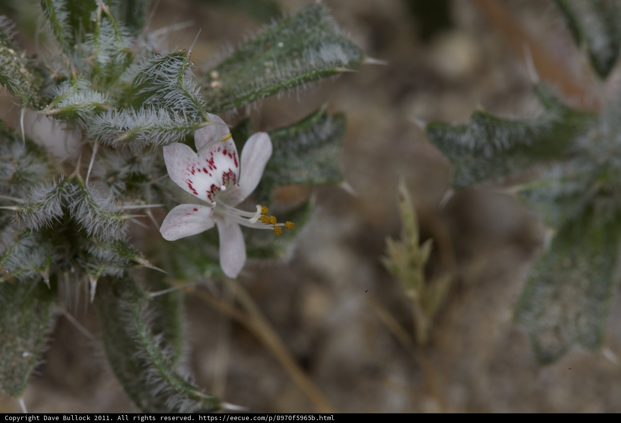 Geranium Flower in Bloom