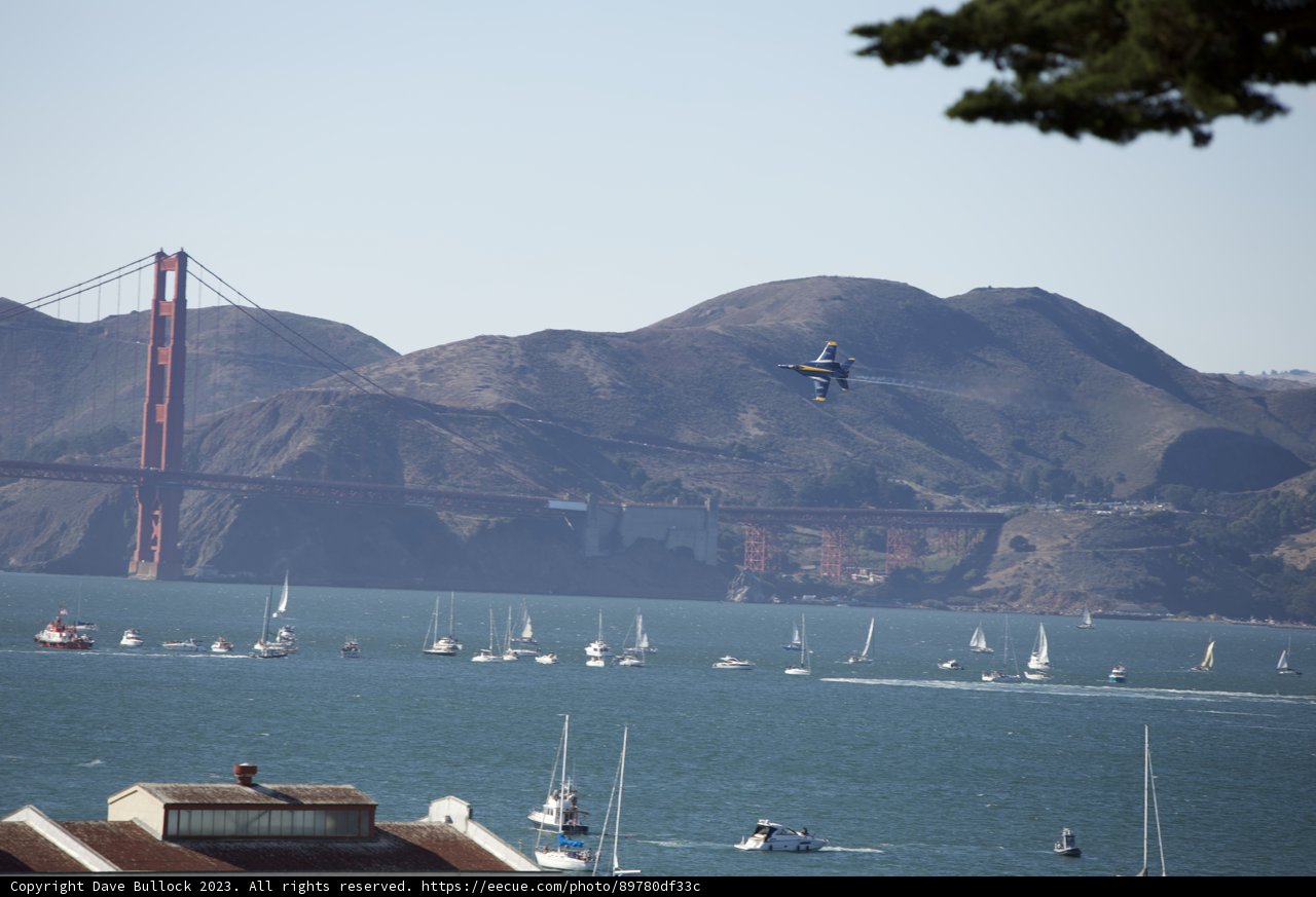 Graceful Soar Over San Francisco Waters