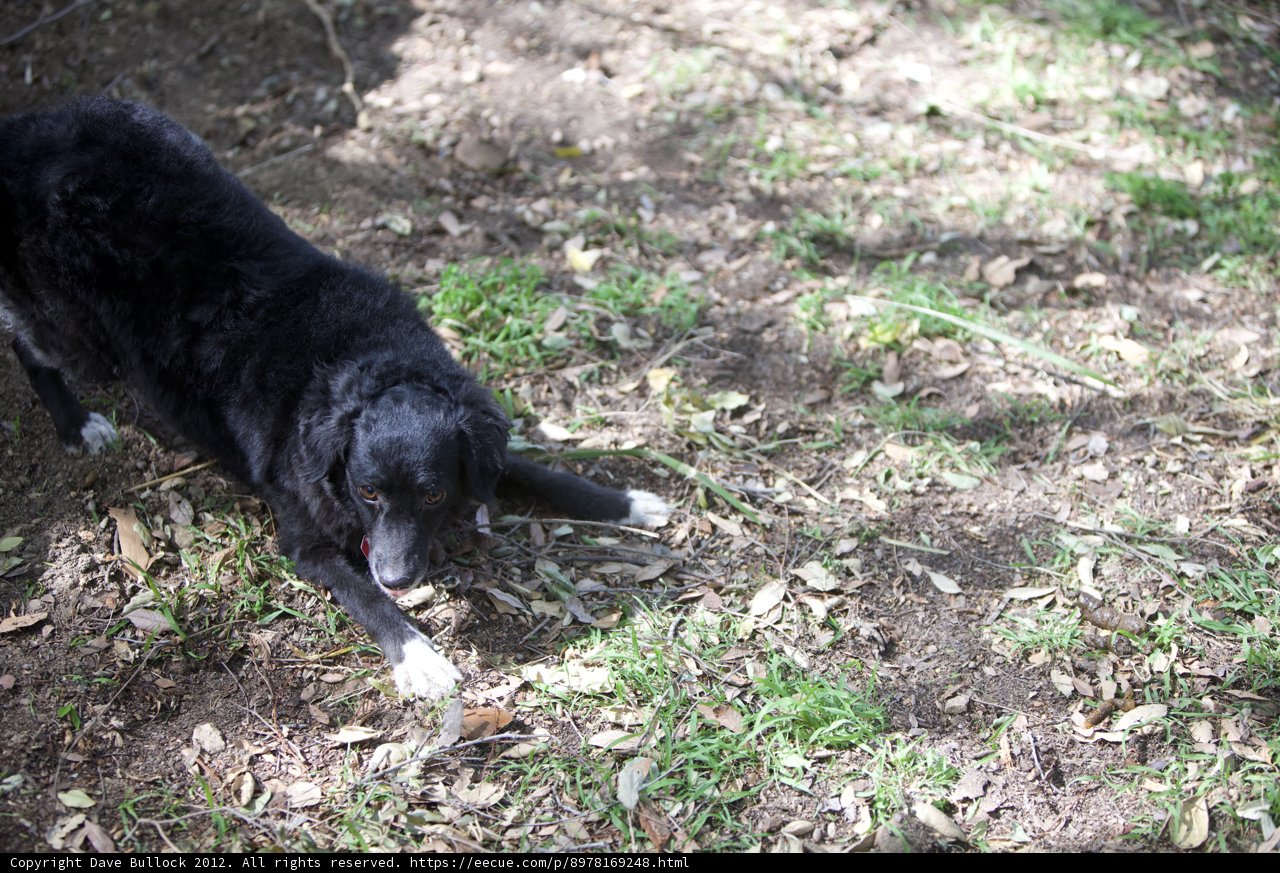 A Labrador Retriever in the Grass