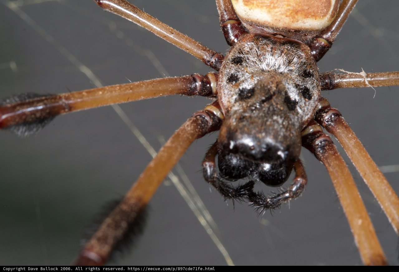 Gazing into the World of a Garden Spider
