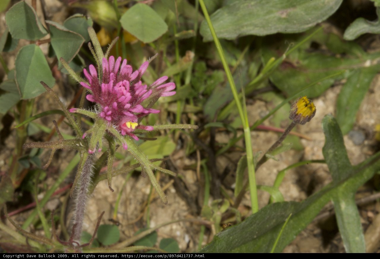 Pink Daisy in a Sea of Green