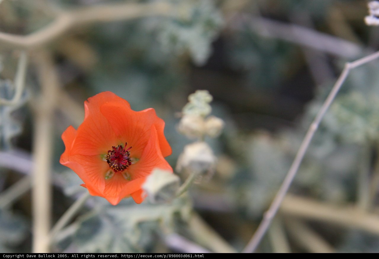 Desert Beauty