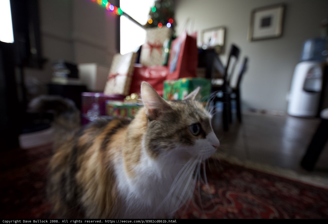 Feline Holiday Cheer