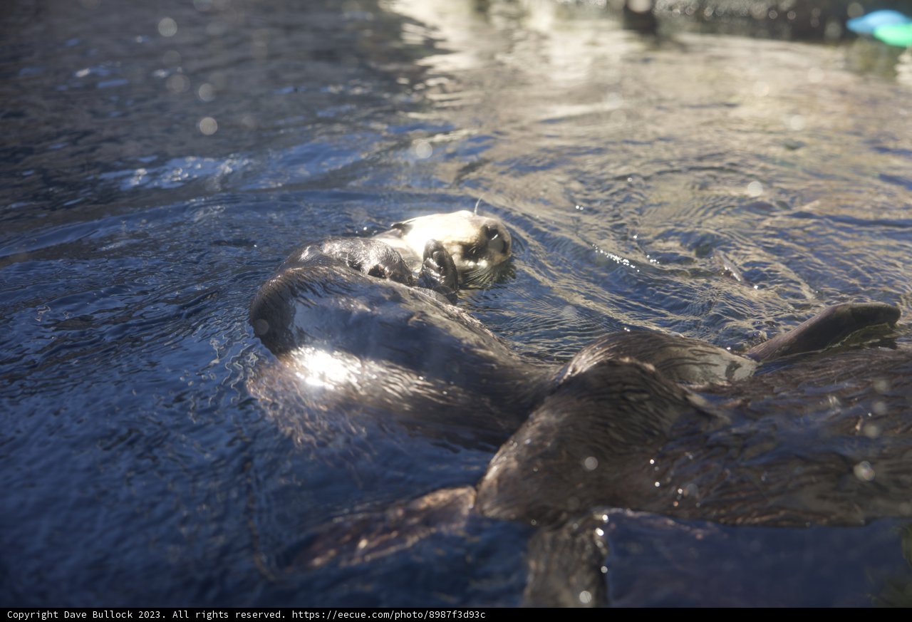 Otterly Adorable Playtime