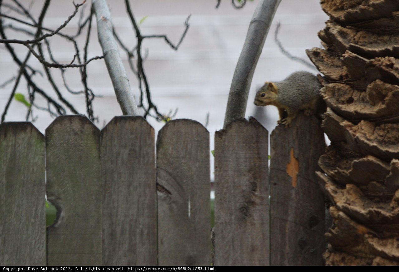 Peek-a-Boo Squirrel