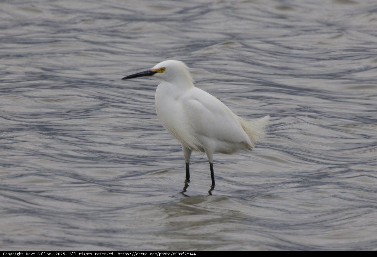 Majestic Egret at San Pablo Bay