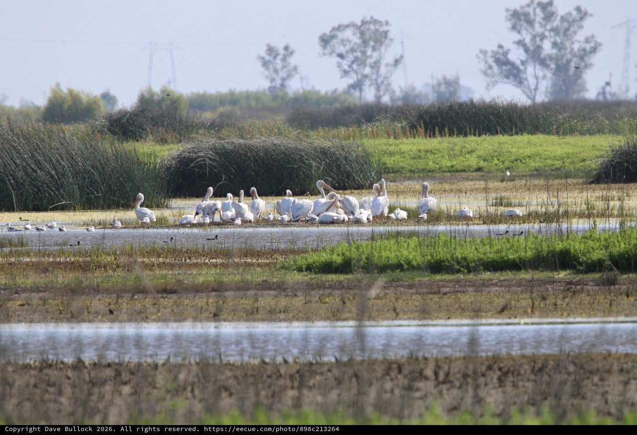 White Pelicans Gathering at Yolo Bypass Wetlands