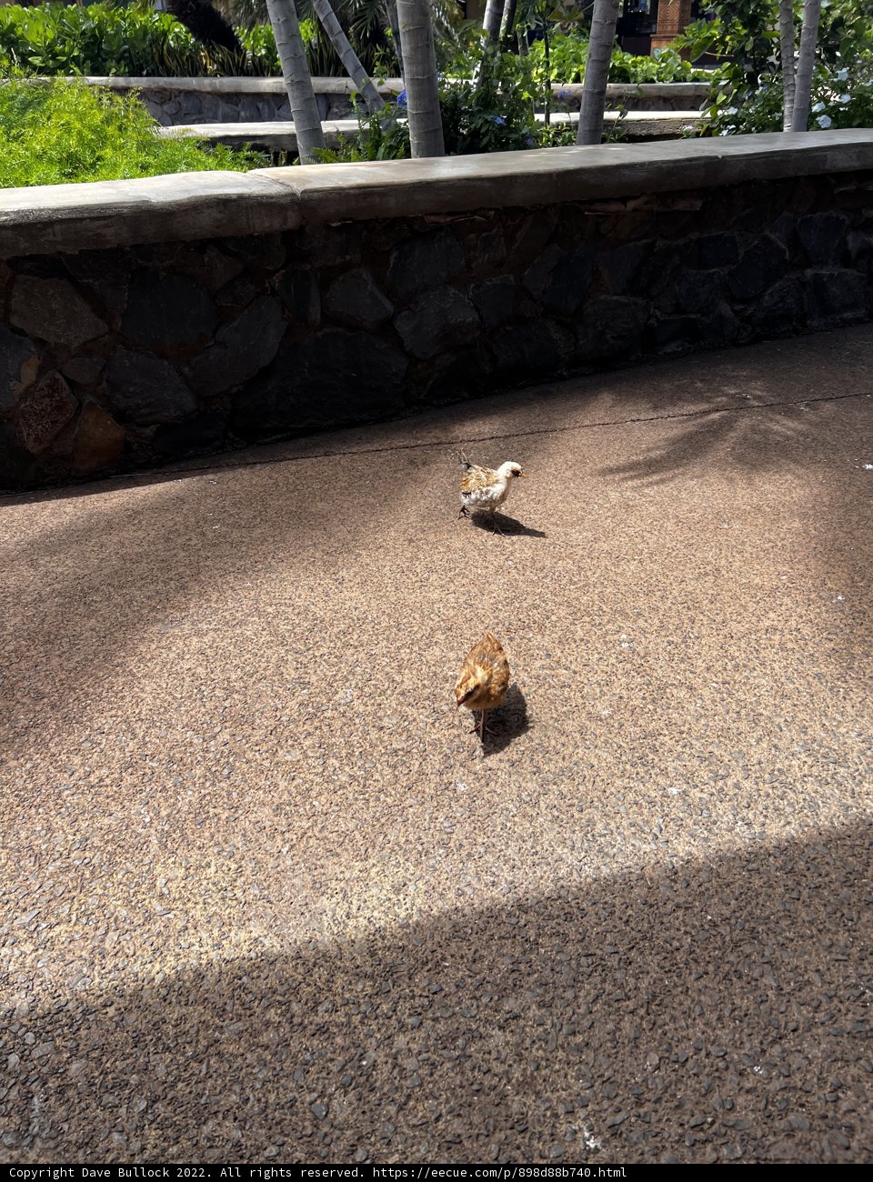 Feathered Friends on the Ground