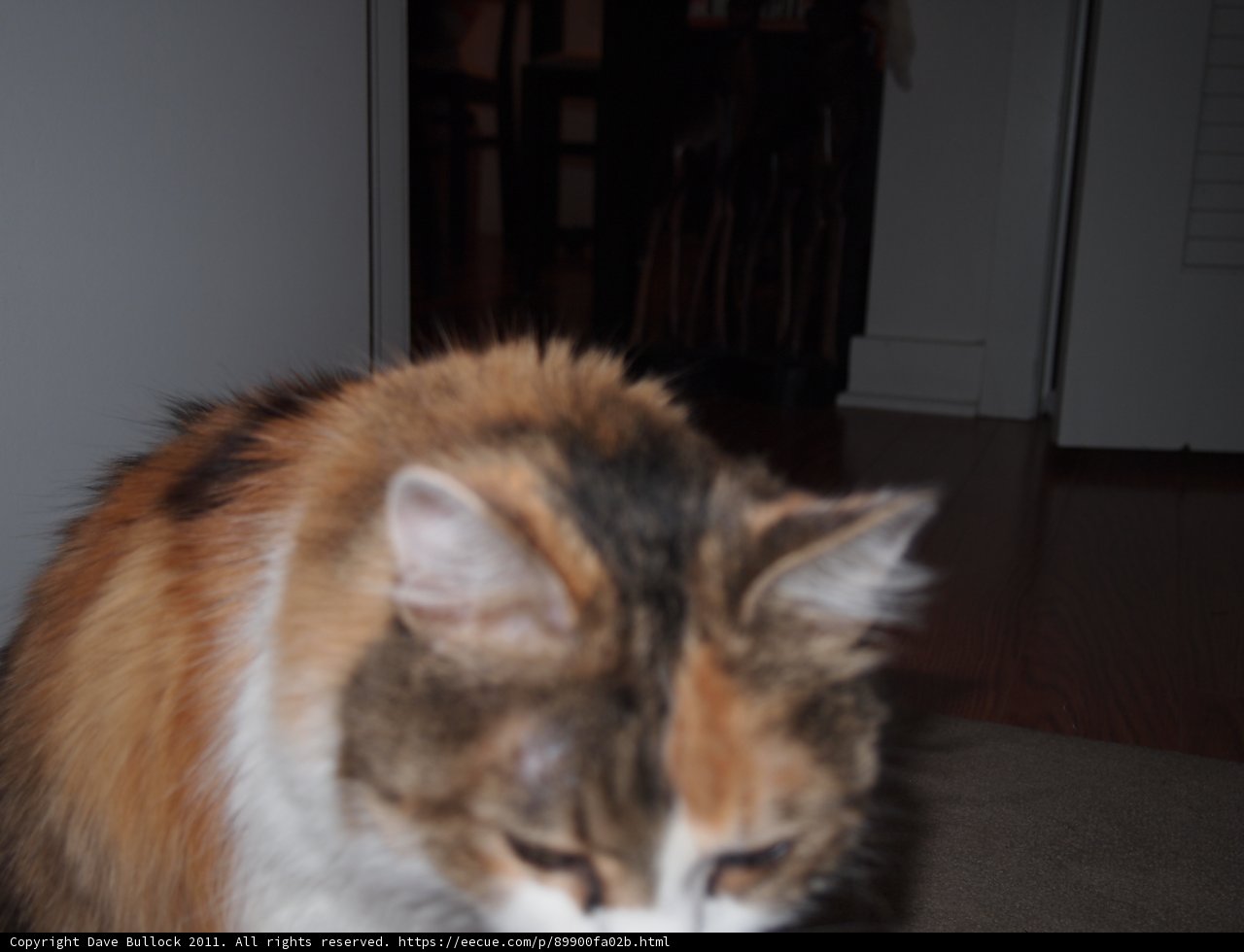 The Cat and the Hardwood Floor