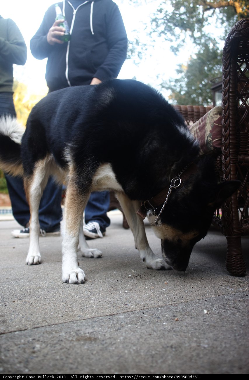 Curious Canines on the Loose